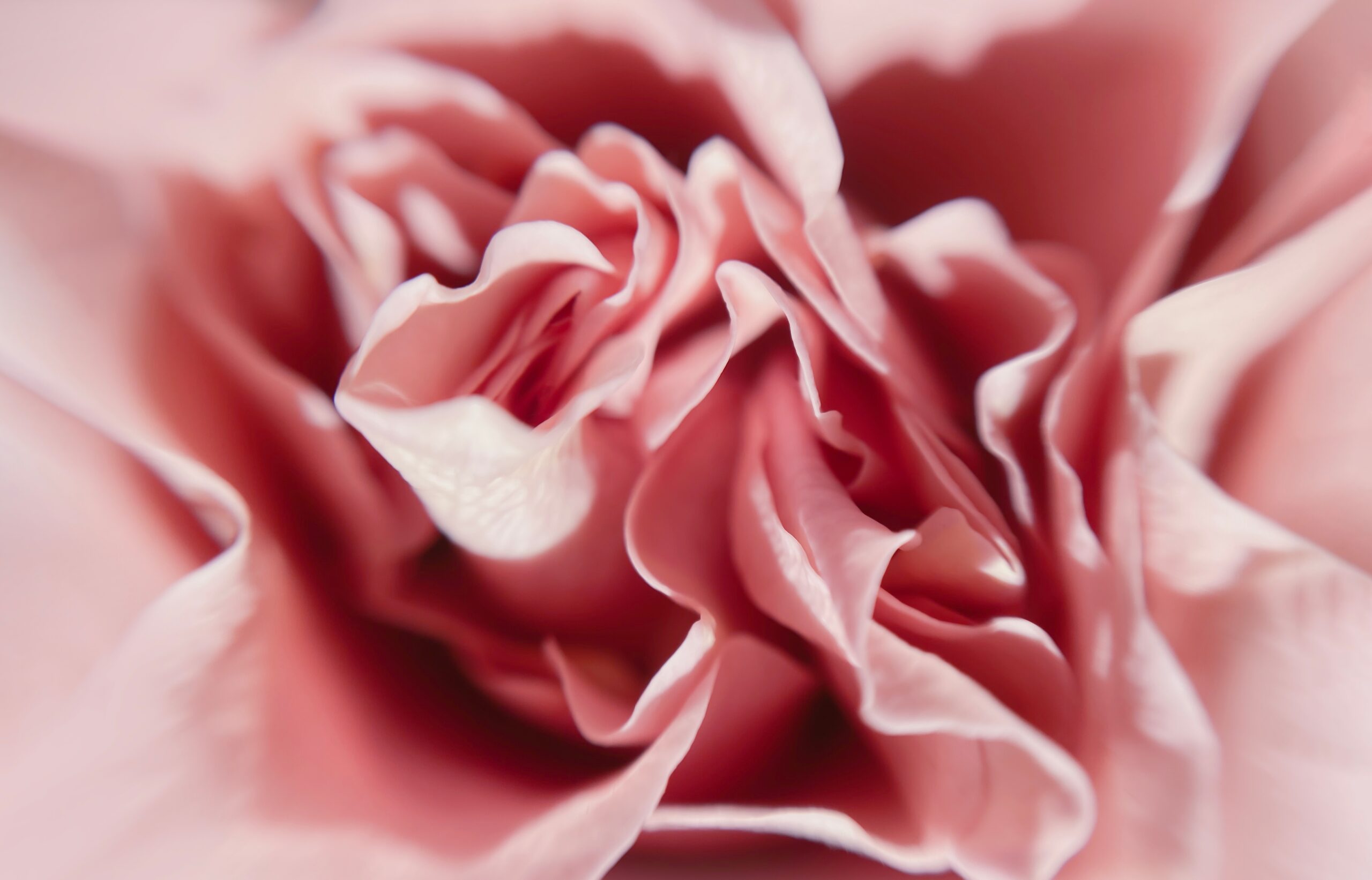 Nahaufnahme einer Rose