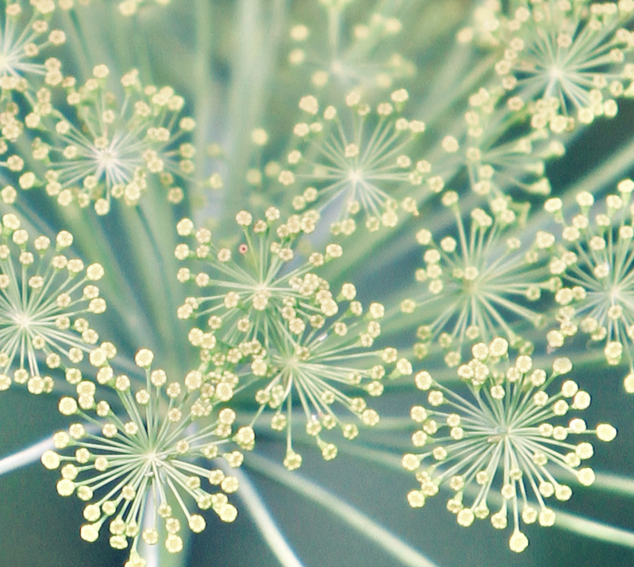 Primo piano di un fiore